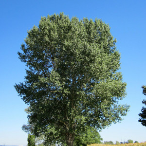 Саженцы Тополь Чёрный (60-100 см)