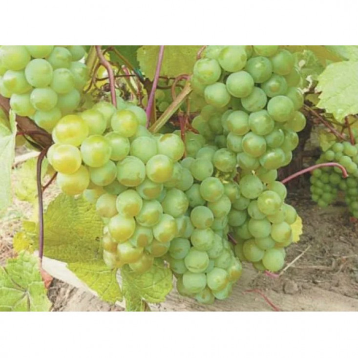 Виноград Изумруд Виноград Изумруд