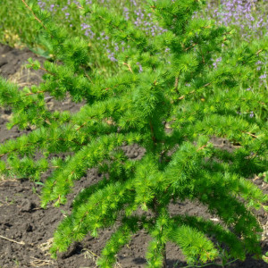 Саженцы Лиственница Европейская 20-40 см